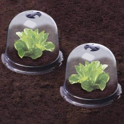Cloches à salades plastique - Lot de 6 (4)
