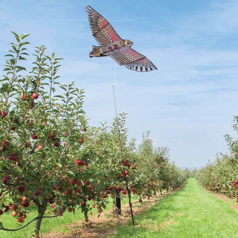 Effaroucheur d'oiseaux cerf volant faucon (8)