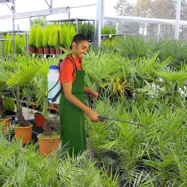 Pulvérisateur à dos 12 litres (2)