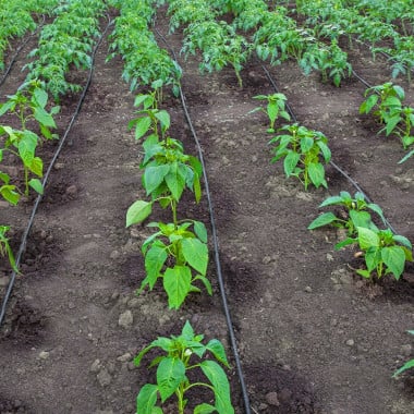 Tuyau goutte à goutte - 300 m (2)