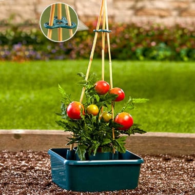 Réservoir pour tomates avec socle à tuteur (3)