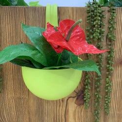 Pot de fleur à accrocher (8)