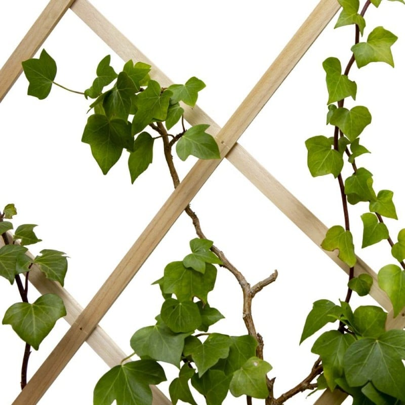 Treillis en bois clair pour plantes grimpantes 1,80 m x 80 cm : achat pas  cher