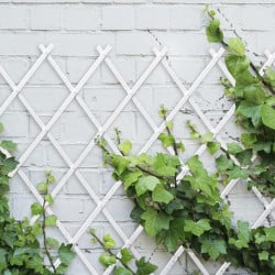 Treillis en plastique pour plantes grimpantes (4)