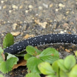 Tuyau d'arrosage poreux 12 m (2)