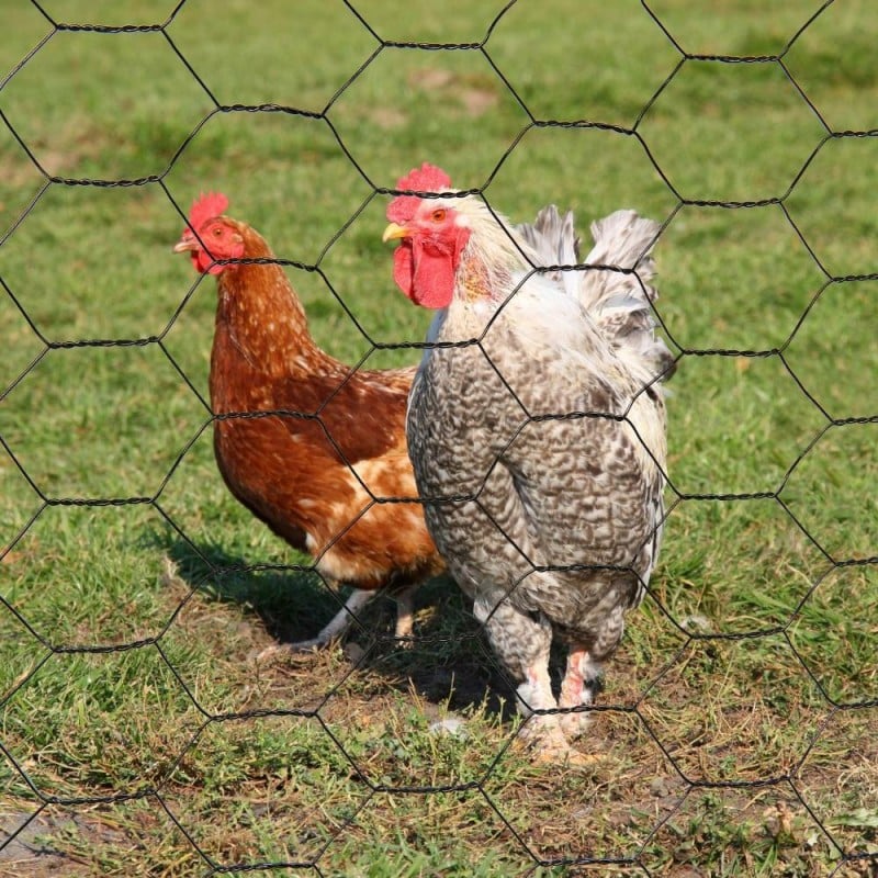 Grillage à poule 1X10 M