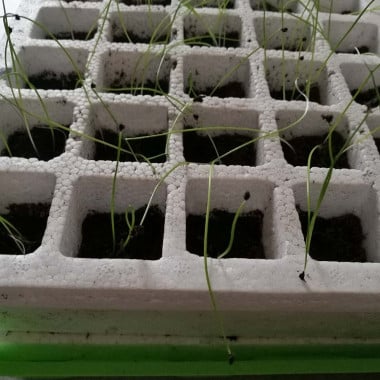 Kit de germination pour semis (6)