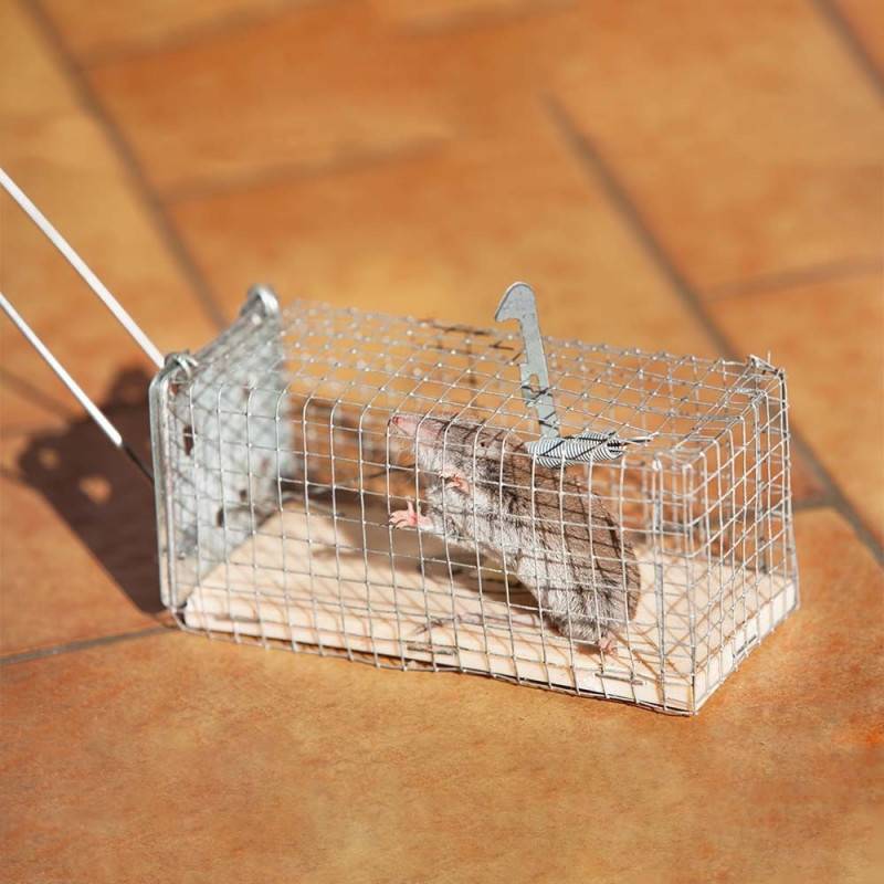 Nasse   piège à souris (4)