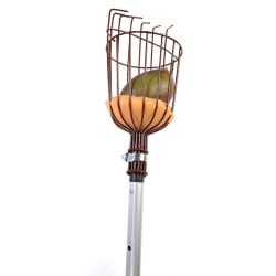 Cueille fruits métallique avec griffe (1)