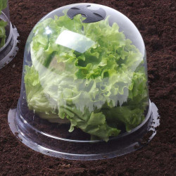 Cloches à salades plastique - Lot de 72 (3)