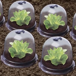 Cloches à salades plastique - Lot de 72 (4)