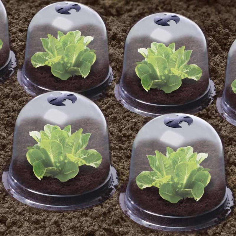 Cloches à salades plastique - Lot de 72 (4)