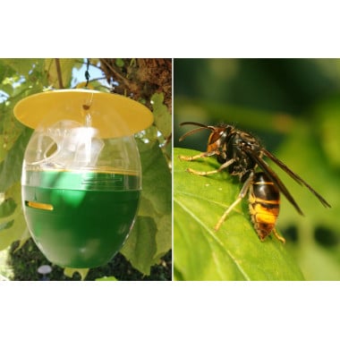 Piège à frelons ACTO spécial frelons asiatiques