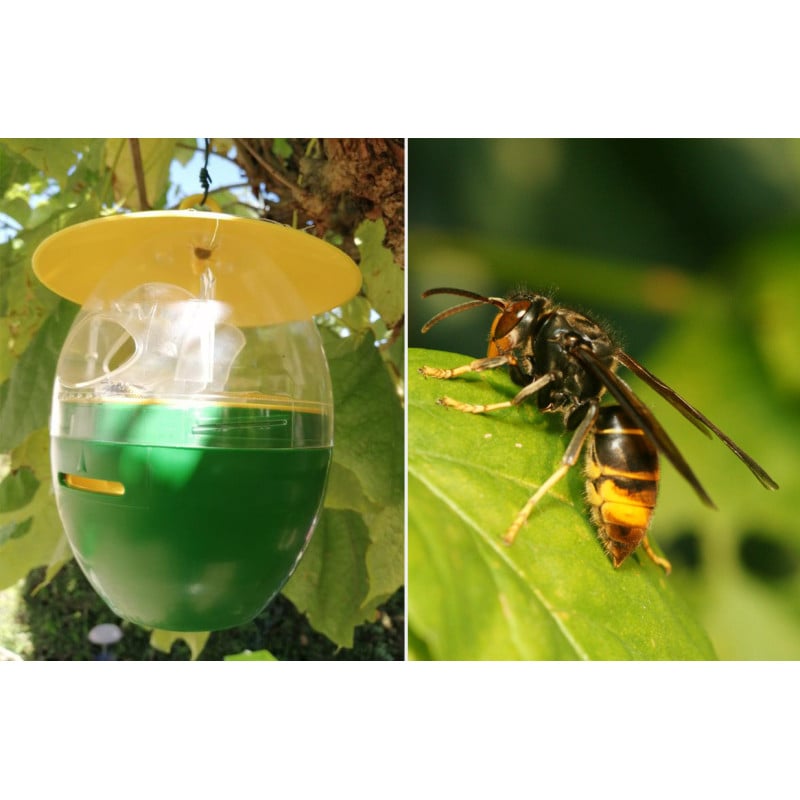 Piège à frelons ACTO spécial frelons asiatiques