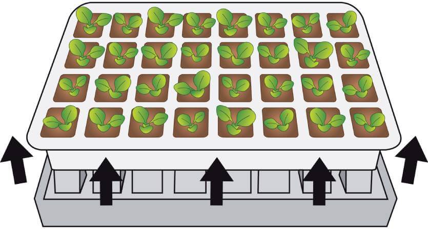 Kit de germination pour semis