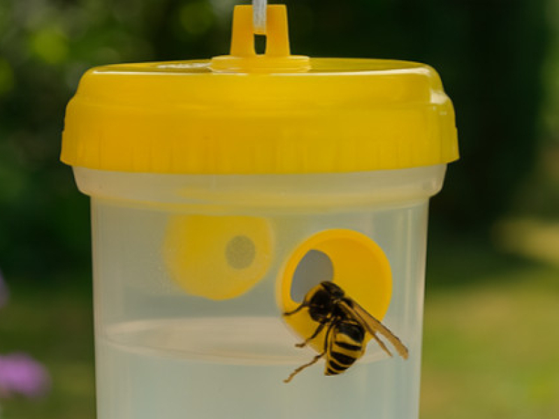 Comment se débarrasser des frelons asiatiques sans produits chimiques ?