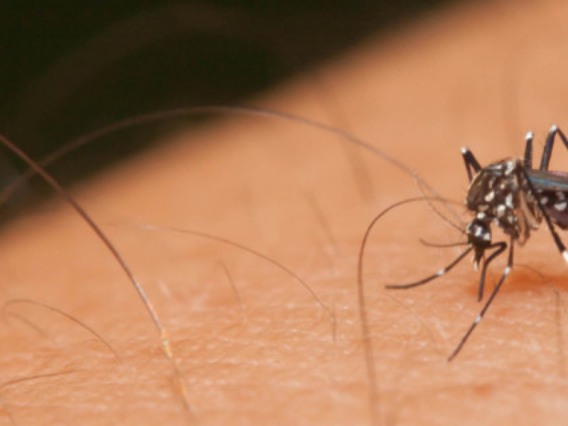 Comment se débarrasser efficacement des moustiques tigres dans son jardin ?