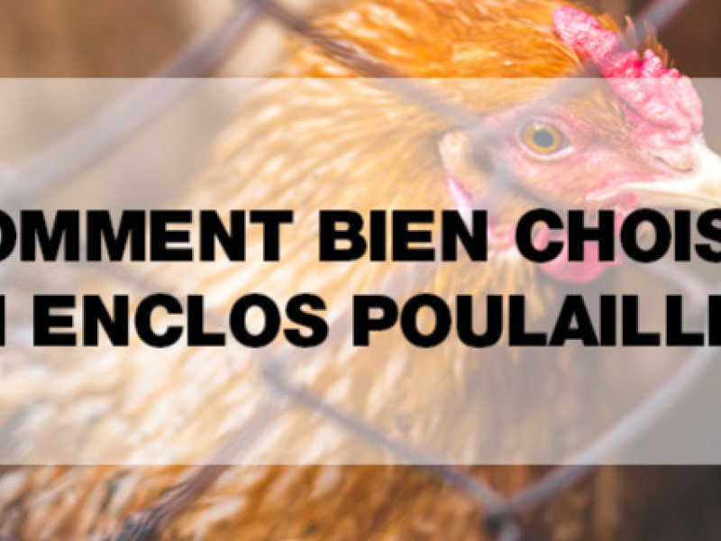 Comment bien choisir son enclos poulailler ?