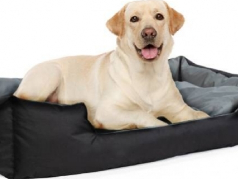 Quels sont les accessoires pour chien indispensables ?