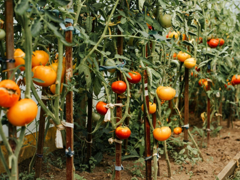 Comment bien entretenir un pied de tomate ?