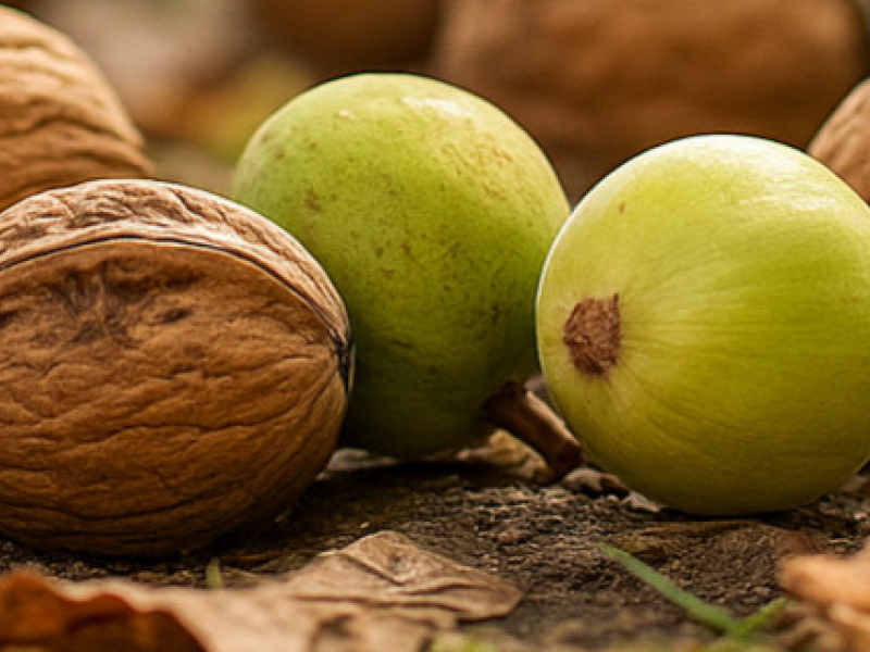 Fruits tombés au sol : les bons réflexes pour un jardin propre et productif