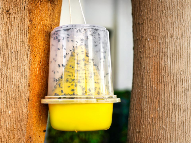 Comment vous débarrasser des mouches ?