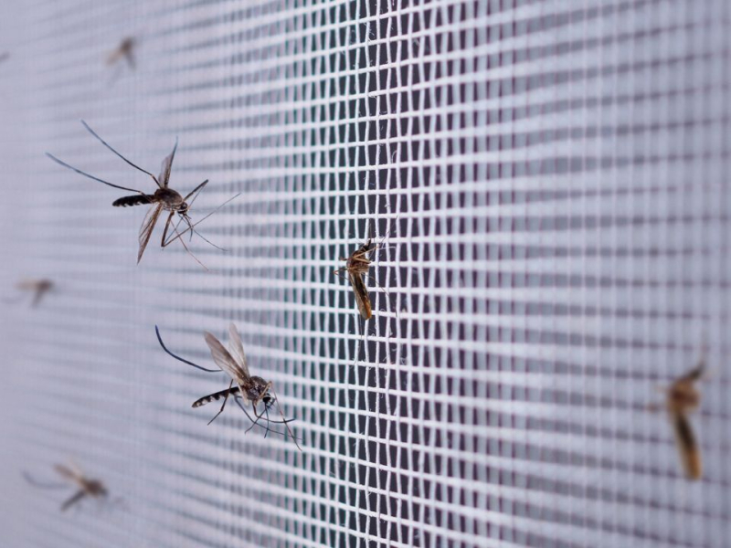Moustiquaire, comment bien la choisir ?