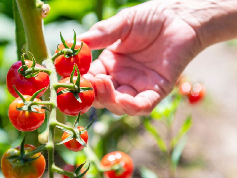 Comment bien entretenir ses tomates ?