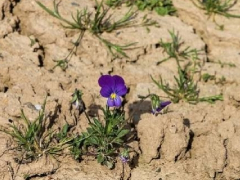Comment lutter contre la sécheresse au jardin ?