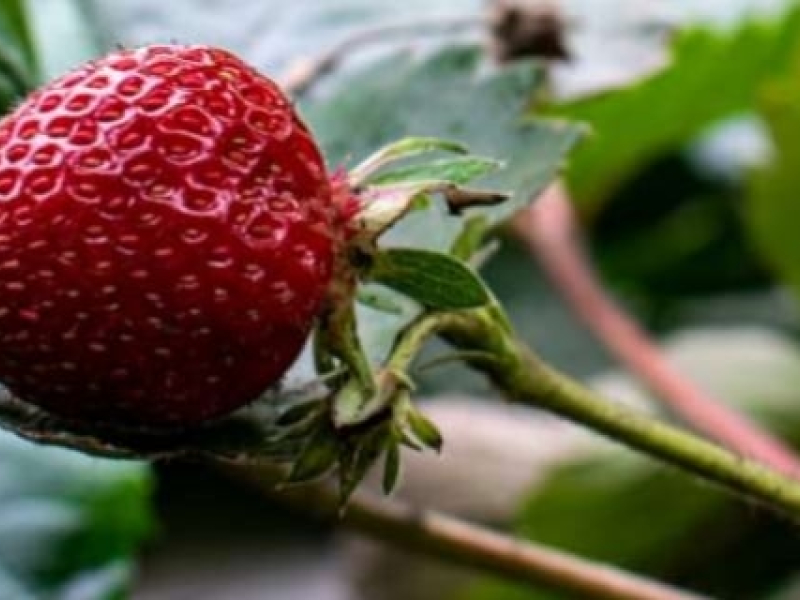 Comment éviter que les fraises touchent le sol ?