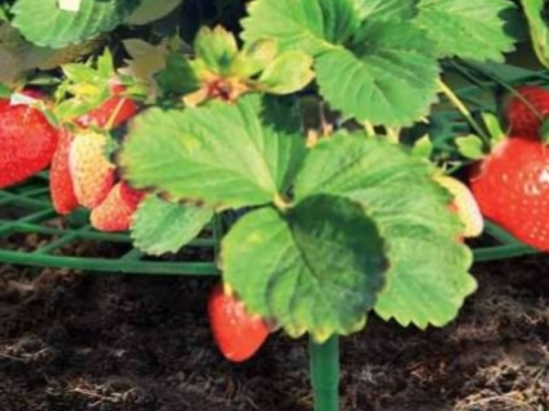 Comment planter et entretenir un fraisier ?