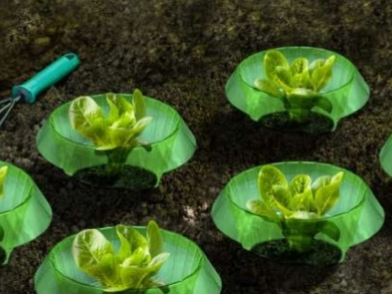 Comment cultiver et entretenir la salade ?