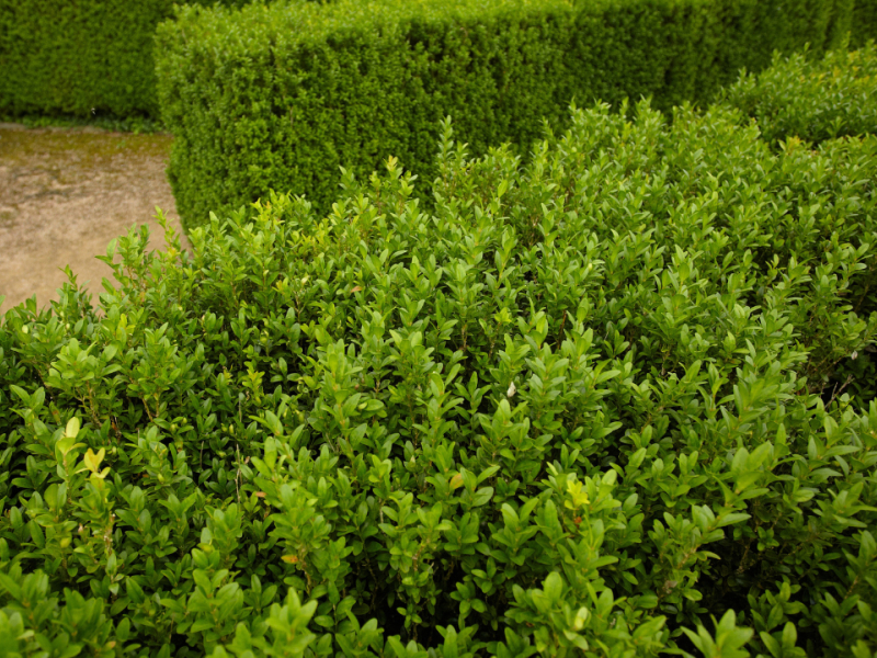 Comment tailler le buis ?