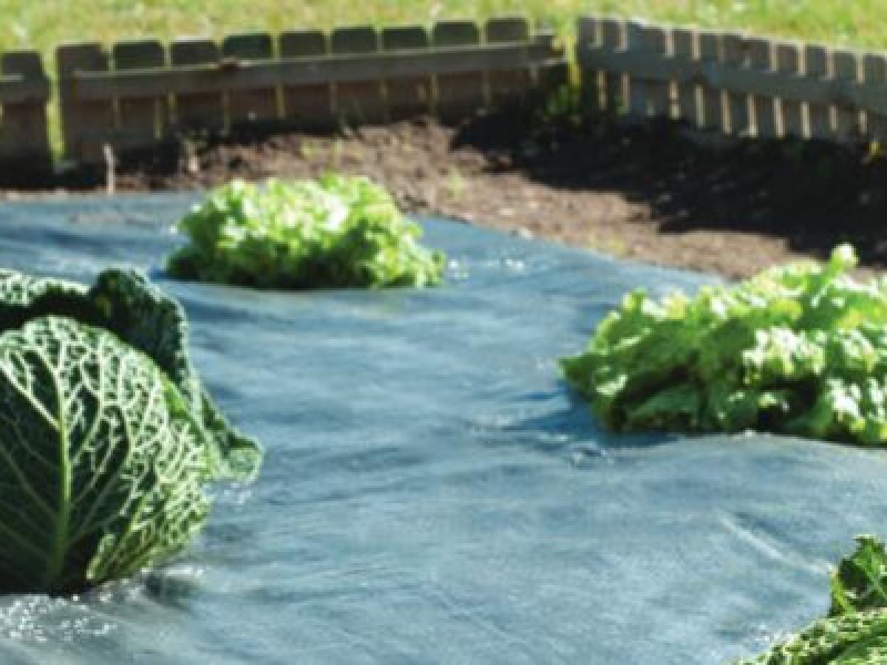 Quelle est la différence entre une toile de paillage et un feutre géotextile ?