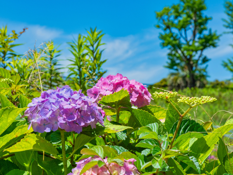 Comment faire un massif d'hortensias ?