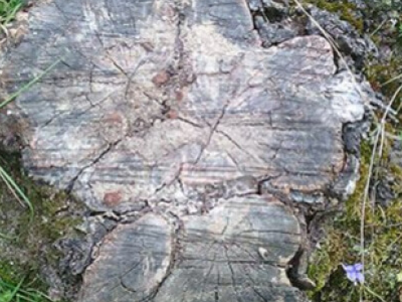 Comment éliminer une vieille souche ?