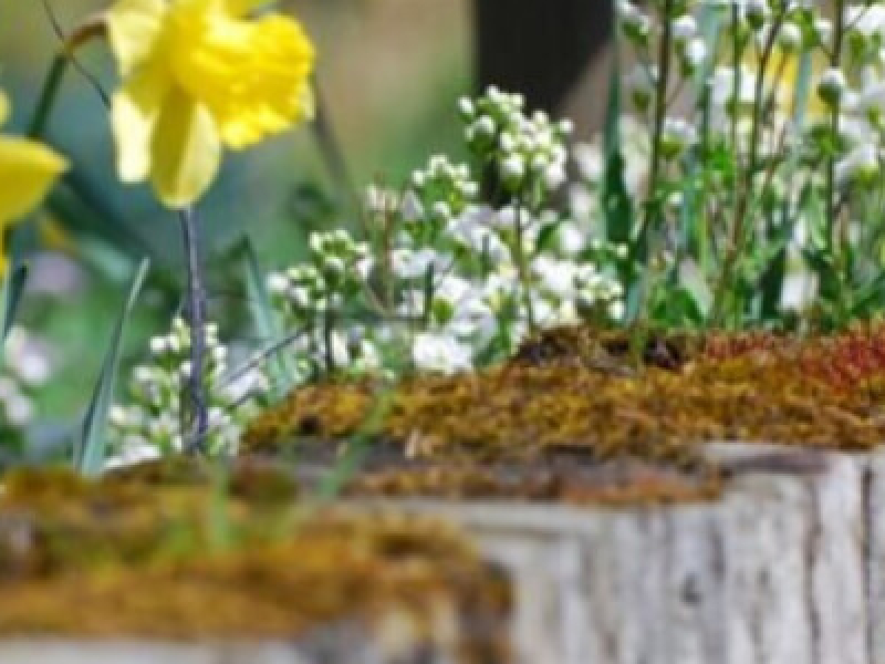 Les plantations en mai au jardin