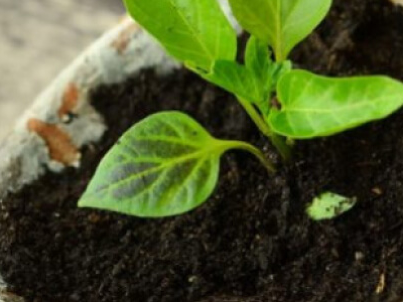 Que planter au jardin en septembre ?