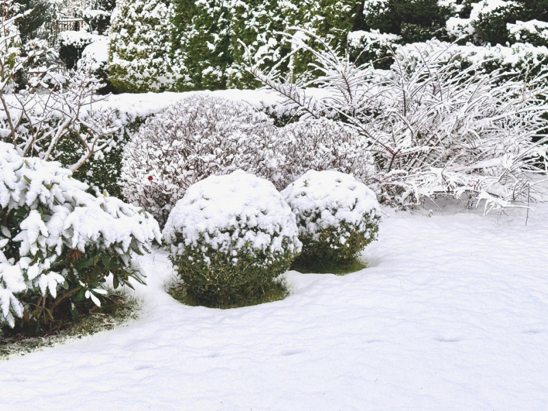 L’entretien du jardin en décembre