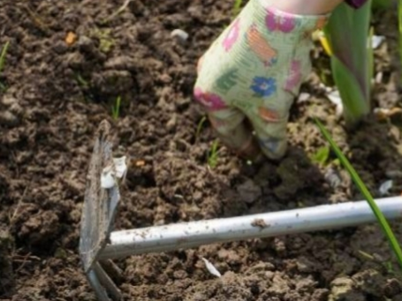 Comment désherber avec précaution ?