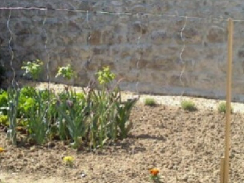 Tuteurs à tomate : comment les mettre en place ?