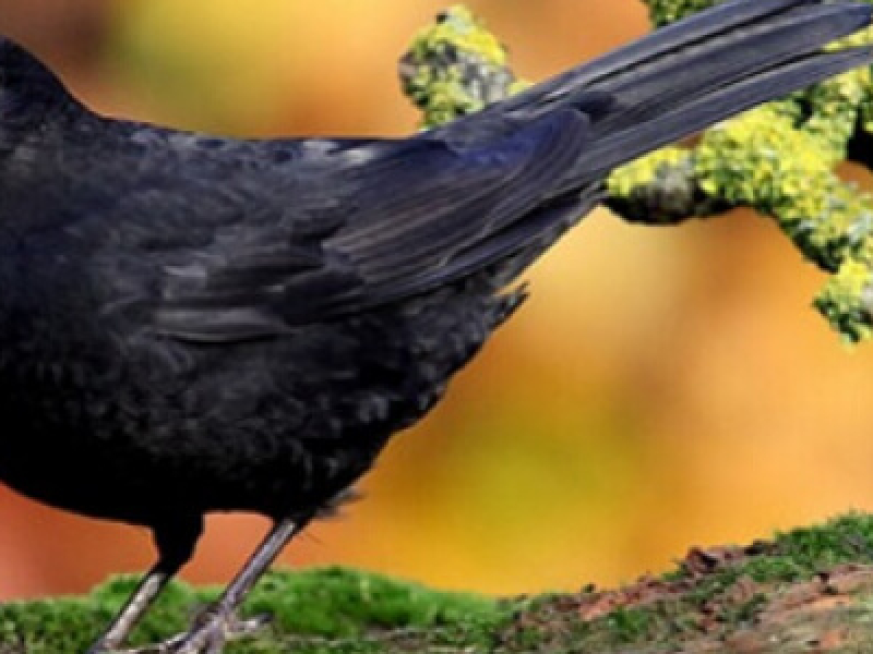 Quel effaroucheur oiseau choisir pour son jardin ?